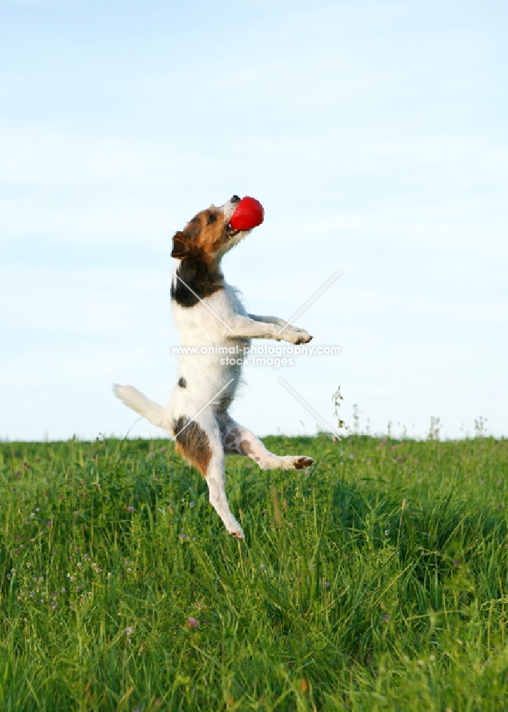 jack russell terrier jumping up