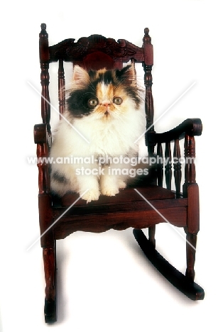 Persian, tortie and white colour, in chair