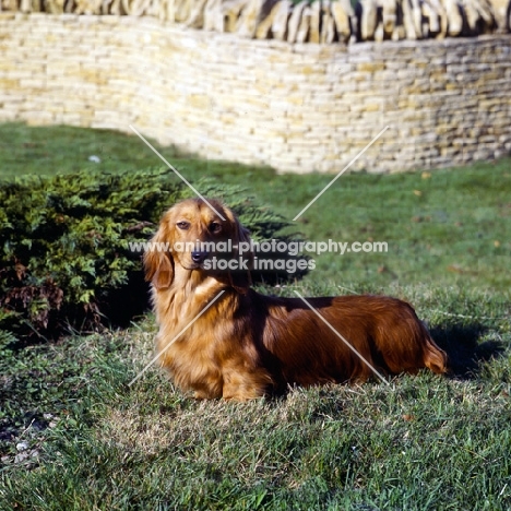 dachshunds long haired standing on grass
