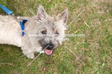Cairn Terrier on lead, looking up at camera