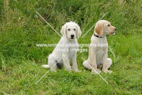 two labradoodle puppies