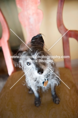 terrier mix sitting