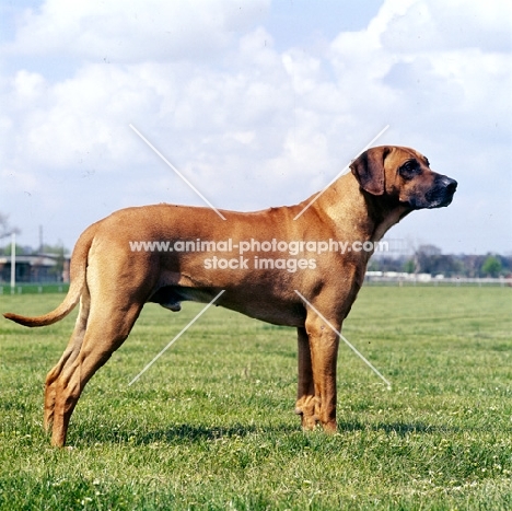 side view of rhodesian ridgeback