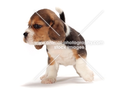 Beagle puppy on white background, looking away