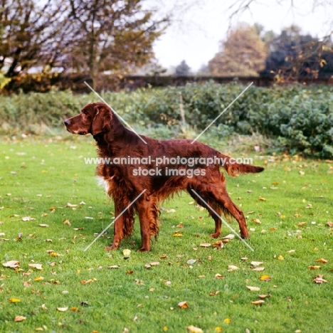 show champion irish setter from wendover kennels