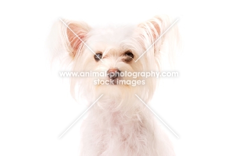 White Chihuahua cross Yorkshire Terrier, Chorkie, isolated on a white background