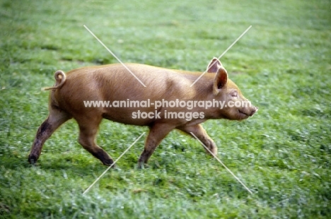 tamworth piglet running