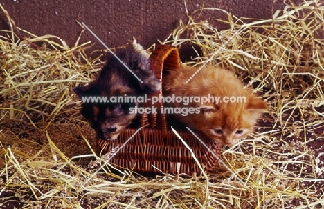 red tabby long hair kitten with another climbing out of basket