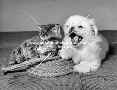 kitten and puppy sitting on a rope sleeping and yawning
