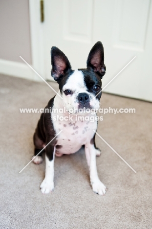 Boston Terrier sitting on carpet.