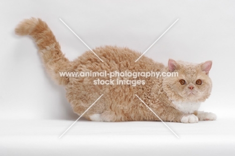 Selkirk Rex on white background, Cream Classic Tabby & White, crouching