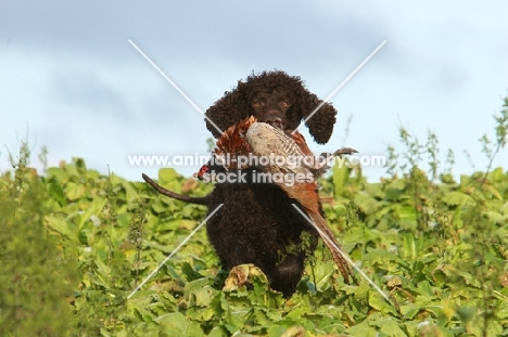 Irish water spaniel retrieving a pheasant