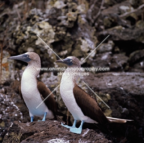 two blue footed boobies standing next to each other, champion island, galapagos islands 