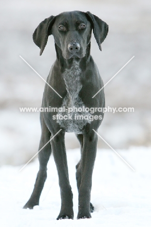 German Shorthaired Pointer in snow