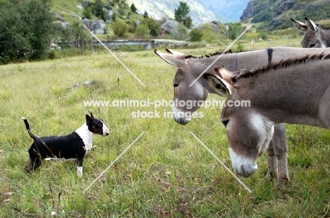 bull terrier meeting donkeys