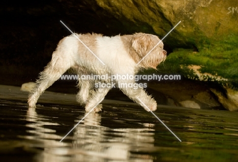 Polish Lowland Sheepdog (aka polski owczarek nizinny) walking on beach