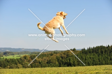 Labradoodle jumping up