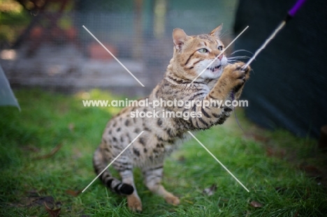 male Bengal cat playing with a cat toy and standing on two legs