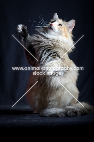 Portrait of champion Kronangens Lucia raising her front paws, studio shot with black background