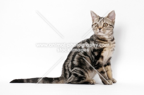 Brown Classic Tabby American Shorthair