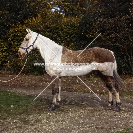 Cob, blanket clip, full body 