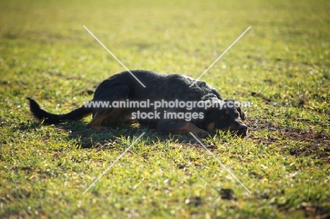 black and tan dog resting on a field and watching