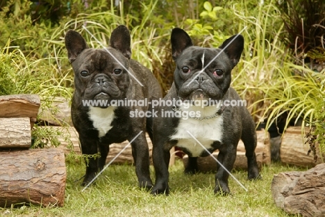 two black and white French Bulldogs