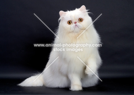 Red Silver Chinchilla coloured Persian Cat, one leg up
