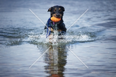 black and tan mongrel dog retrieving toy from water
