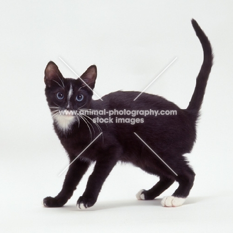 Ojos Azules standing on white background