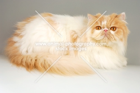 cream and white persian cat lying on grey background