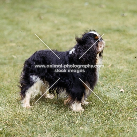 ch homehurst merry monarch,   king charles spaniel standing on grass