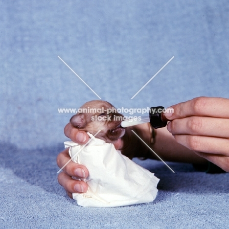 chihuahua puppy being fed with a dropper