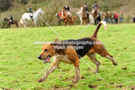 foxhound on a hunt with horses