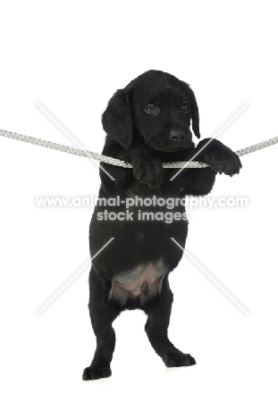 Black Labrador Puppy hanging on a washing line, isolated on a white background