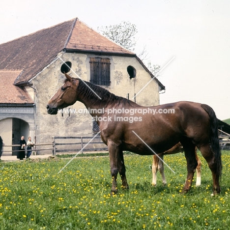 Mytra, Einsiedler mare and foal at kloster einsiedeln