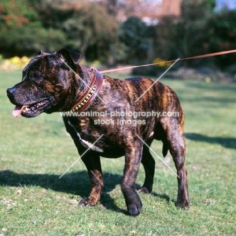 staffordshire bull terrier pulling away 