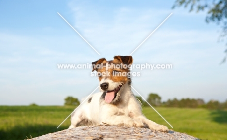 jack russell terrier in summer