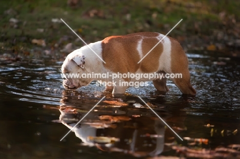 Bulldog drinking water from river