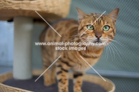 bengal cat standing on a scratch post and looking at camera