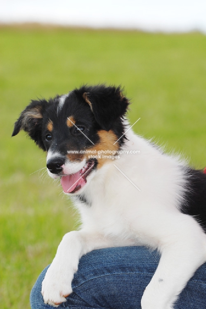 border collie puppy sitting on lap