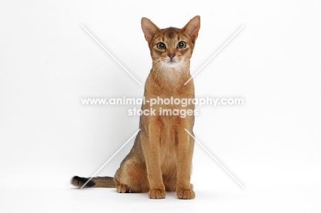 ruddy Abyssinian, sitting