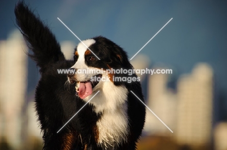 Bernese Mountain Dog