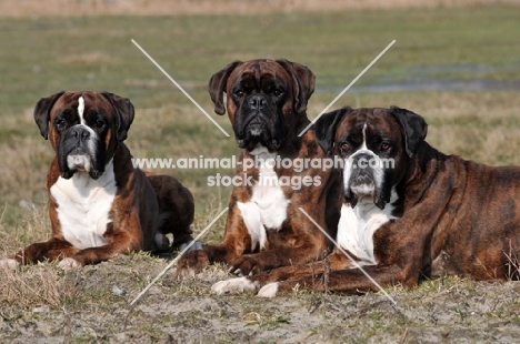 three Boxers