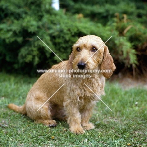 basset fauve de bretagne sitting on grass