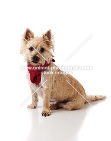 Cairn Terrier wearing scarf