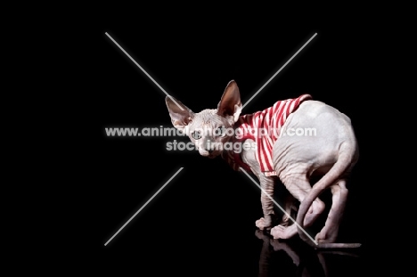 young sphynx cat wearing a striped jumper