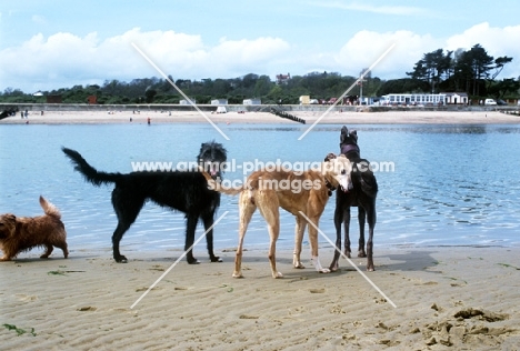 fern, mouse, rosy & kevin, 2 lurchers, a greyhound, all rescued, and Norfolk Terrier on the beach