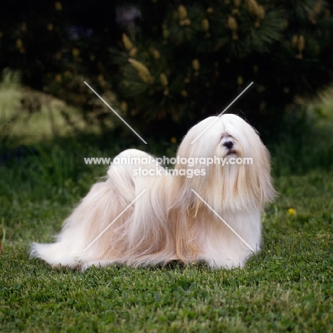 am ch sulan's master blend,  lhasa apso in usa