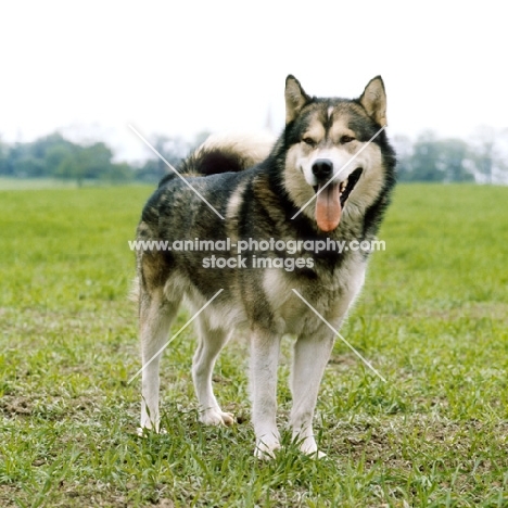 alaskan malamute standing on grass